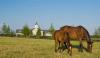 ADENA OTTB GO to the ROYAL WINTER FAIR  Image