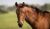 Golden Mustang  Image