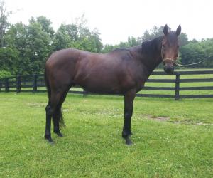 Handsome OTTB Picture