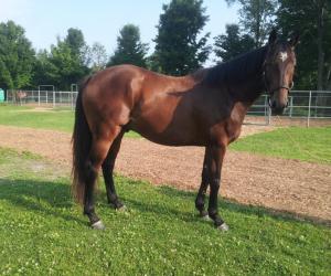 Solid, sound 4 year old gelding.  Picture