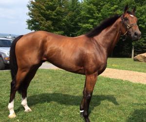 Handsome, Sound El Prado gelding  Picture