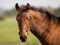 Golden Mustang  Image