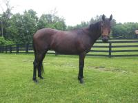 Handsome OTTB Picture