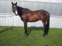  Fun, 16.2 gelding looking for a home Picture