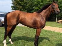 Handsome, Sound El Prado gelding  Picture