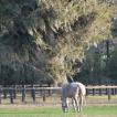 Adena South Retirement Horse 6 Photo