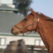 Adena South Retirement Horse 8 Photo