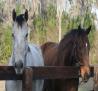 Adena South Retirement Horse 7 Photo