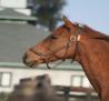 Adena South Retirement Horse 8 Photo