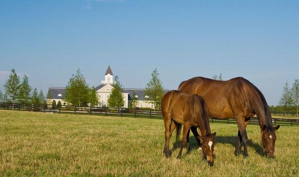 Totally Thoroughbred Horse Show Image