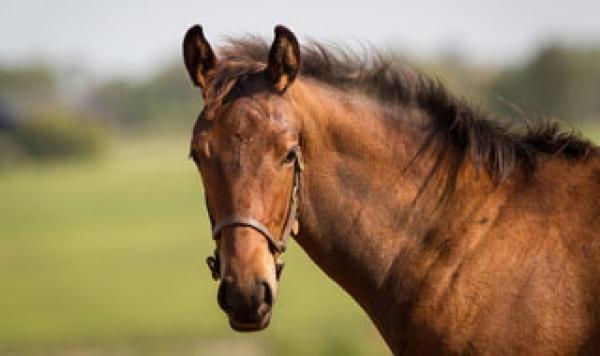 Golden Mustang  Image